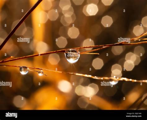 GOLDEN MORNING DEW: .